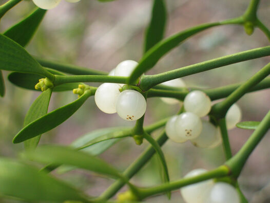 Mistel (Viscum album) ©WALA Heilmittel GmbH